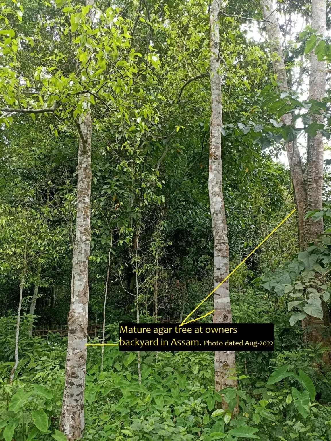 Agarwood trees connected to Noblemens heritage